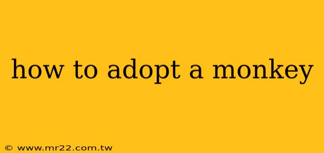 how to adopt a monkey