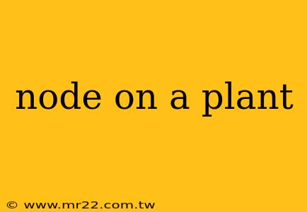 node on a plant