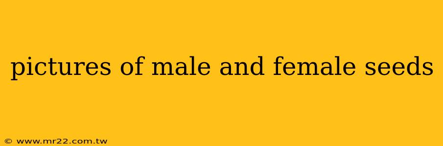 pictures of male and female seeds