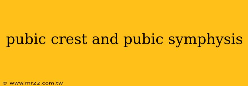 pubic crest and pubic symphysis