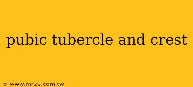 pubic tubercle and crest