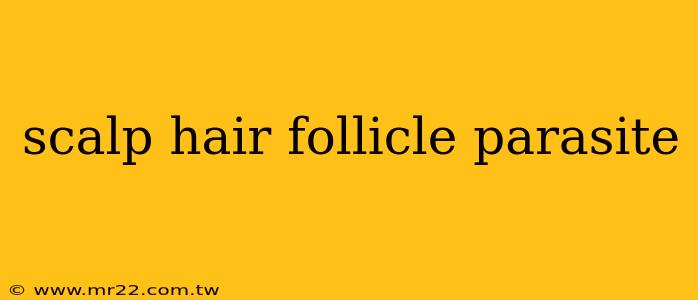 scalp hair follicle parasite