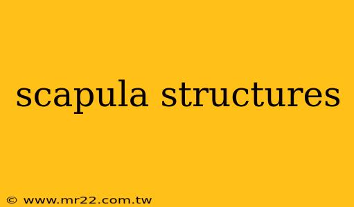 scapula structures