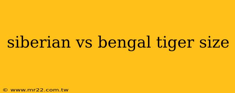 siberian vs bengal tiger size