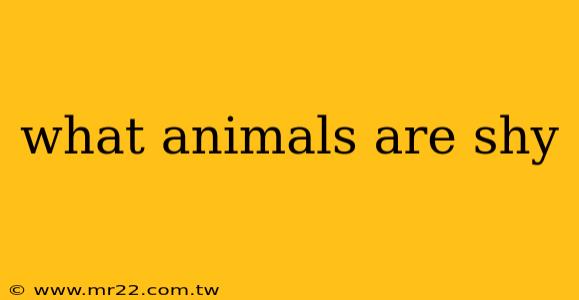 what animals are shy