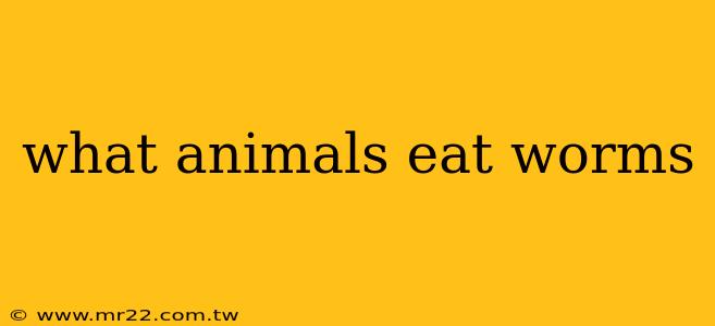 what animals eat worms