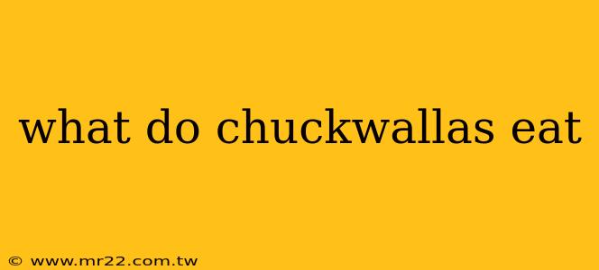 what do chuckwallas eat