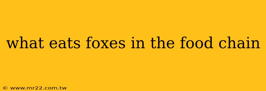 what eats foxes in the food chain