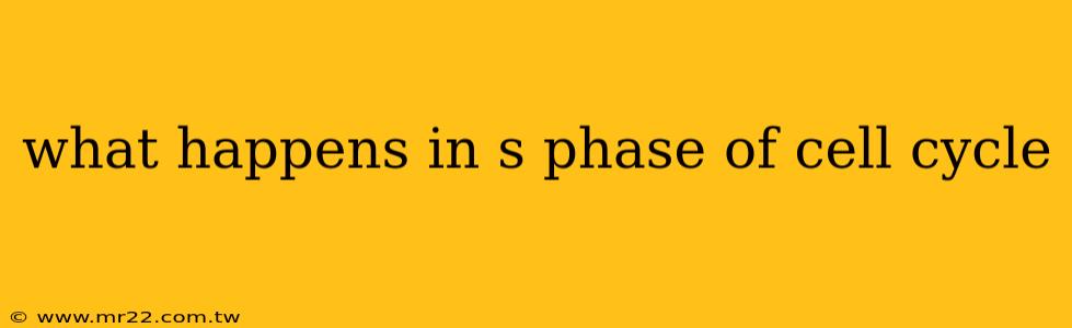 what happens in s phase of cell cycle