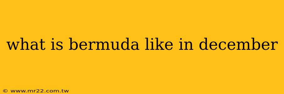 what is bermuda like in december