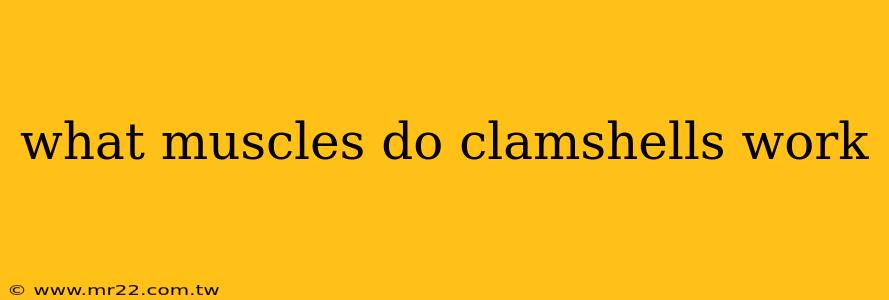 what muscles do clamshells work
