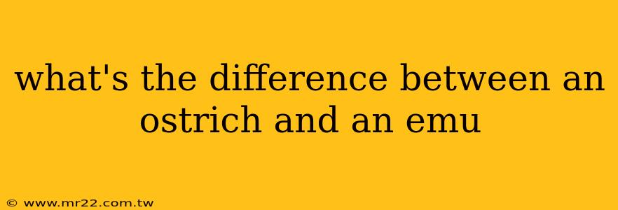 what's the difference between an ostrich and an emu