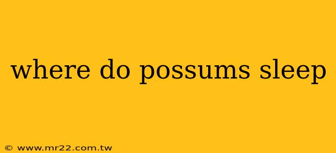 where do possums sleep