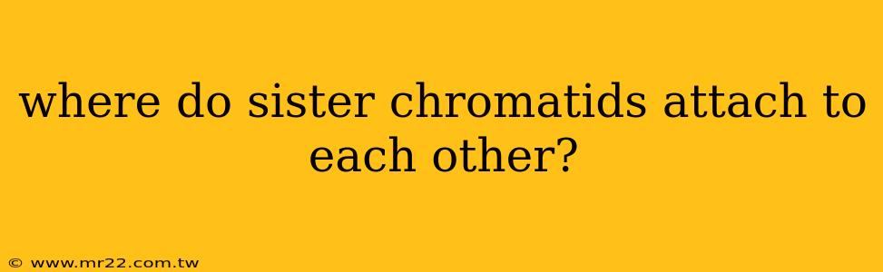 where do sister chromatids attach to each other?