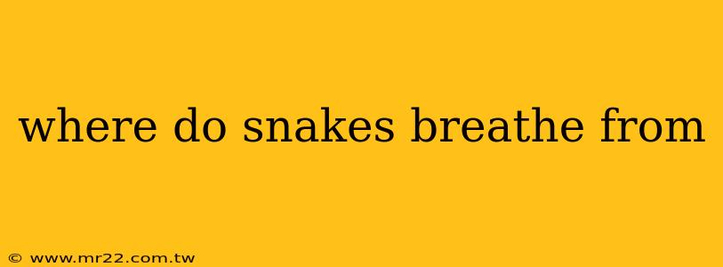 where do snakes breathe from