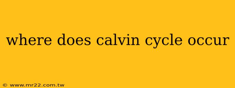 where does calvin cycle occur