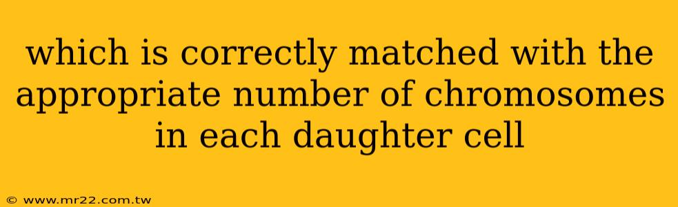 which is correctly matched with the appropriate number of chromosomes in each daughter cell