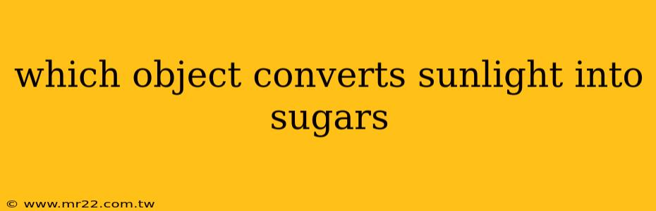 which object converts sunlight into sugars