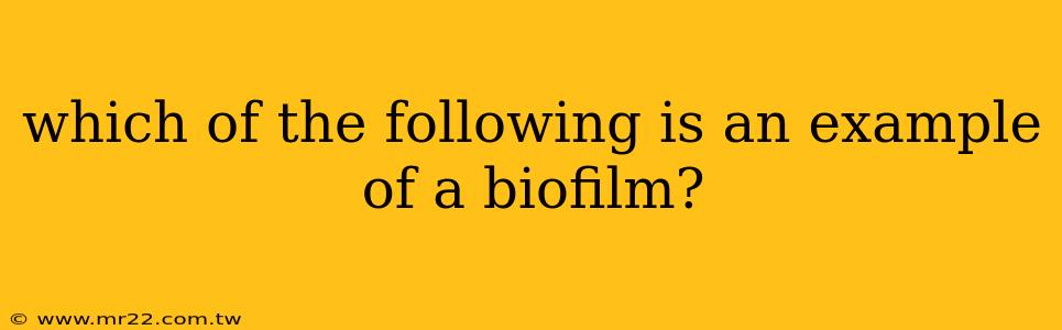 which of the following is an example of a biofilm?