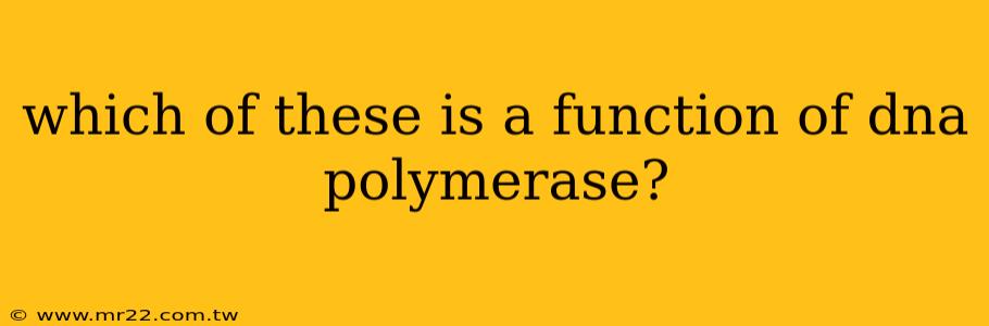 which of these is a function of dna polymerase?