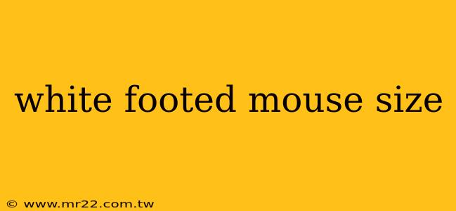 white footed mouse size