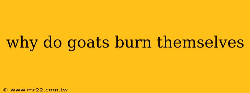 why do goats burn themselves