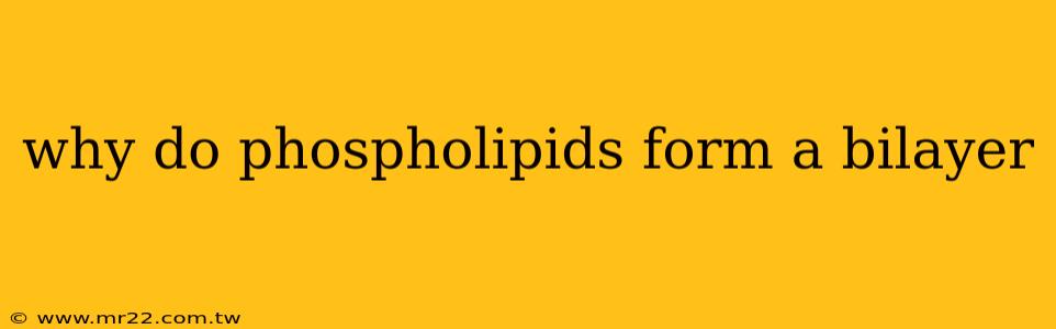 why do phospholipids form a bilayer