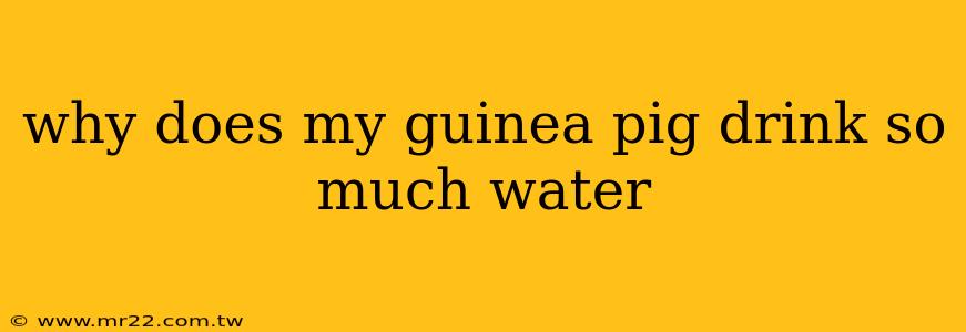 why does my guinea pig drink so much water