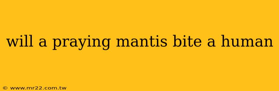 will a praying mantis bite a human