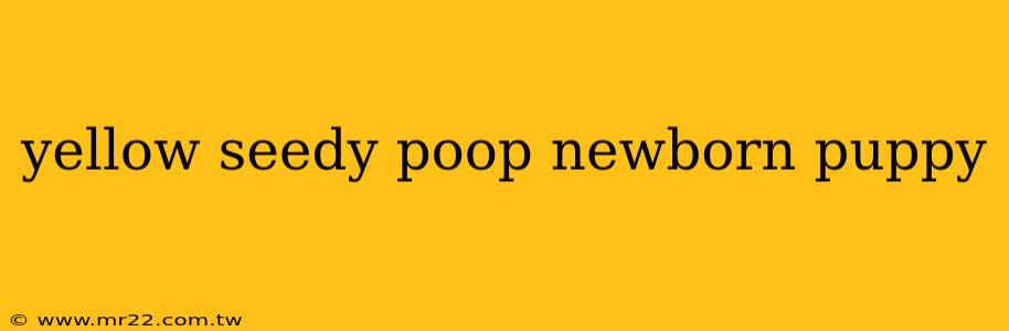 yellow seedy poop newborn puppy